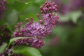 Branch of lilac flowers with green leaves. Big lilac branch bloom. Bright blooms of spring lilacs bush.Bouquet of purple flowers 2 Royalty Free Stock Photo